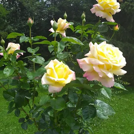 Joniec Malgorzata Dobra (Limanowa)