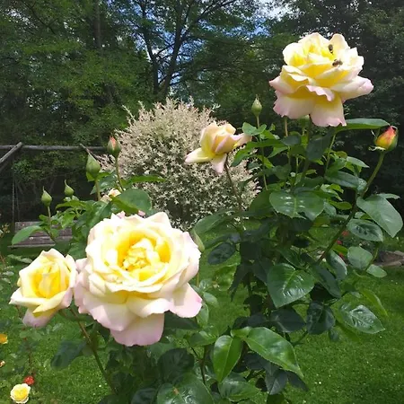 Joniec Malgorzata * Dobra (Limanowa)