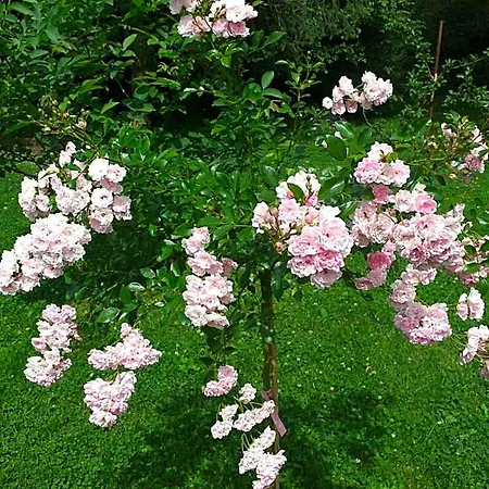 Joniec Malgorzata イン Dobra (Limanowa)