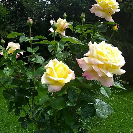 Joniec Malgorzata *