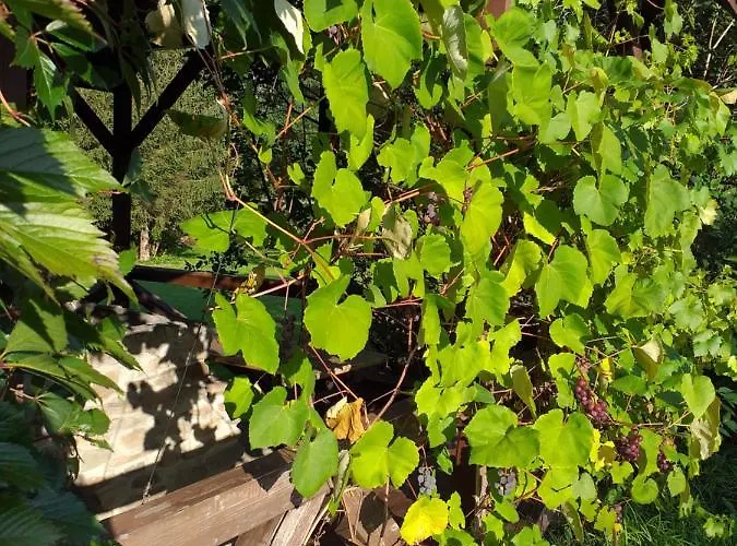 Inn Joniec Malgorzata *