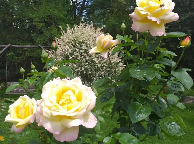 Joniec Malgorzata * Dobra (Limanowa)